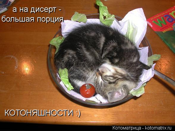 Котоматрица: а на дисерт - большая порция КОТОНЯШНОСТИ :)