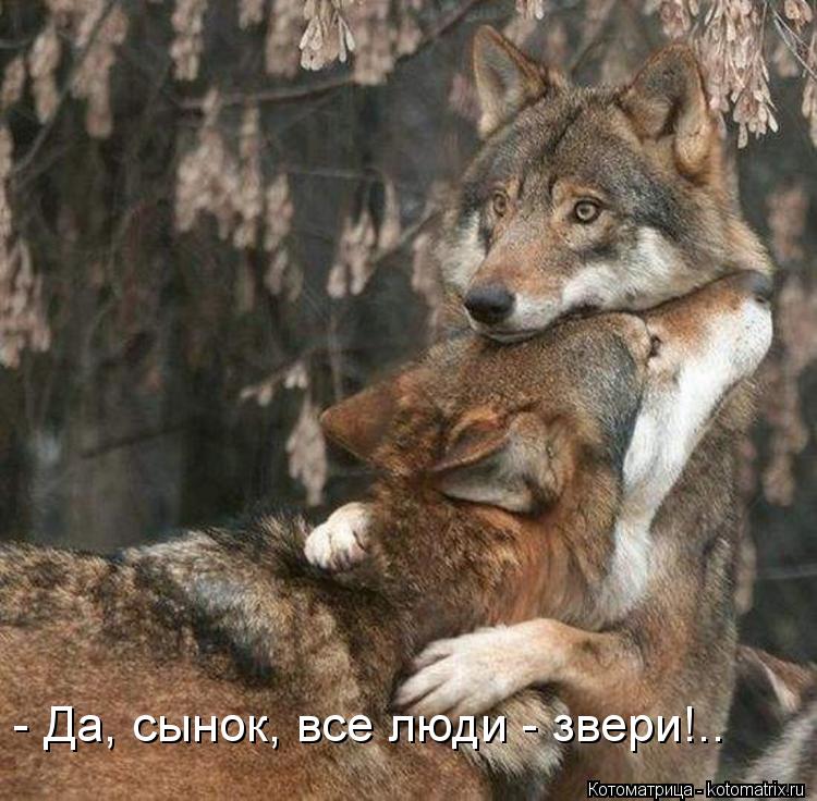 - Да, сынок, все люди - звери!..... Котоматрица: - Да, сынок, все люди - звери!..