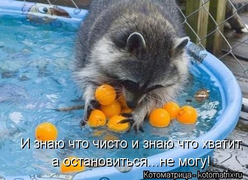 И знаю что чисто и знаю что хватит, а остановиться...не могу!... Котоматрица: И знаю что чисто и знаю что хватит, а остановиться...не могу!
