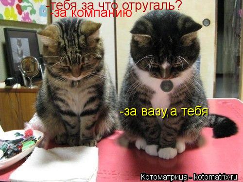 -тебя за что отругаль? -за вазу,а тебя -за компанию... Котоматрица: -тебя за что отругаль? -за вазу,а тебя -за компанию