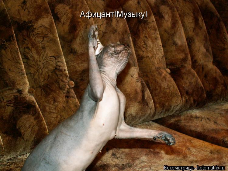 Афицант!Музыку!... Котоматрица: Афицант!Музыку!