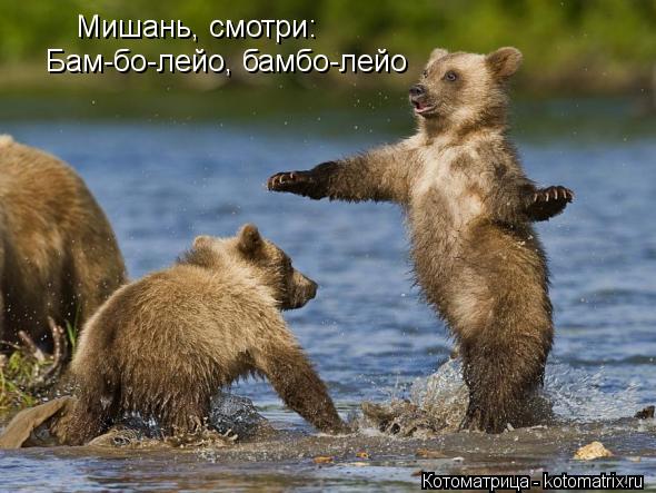 Мишань, смотри: Бам-бо-лейо, бамбо-лейо... Котоматрица: Мишань, смотри: Бам-бо-лейо, бамбо-лейо