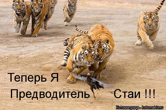 Предводитель Стаи !!! Теперь Я... Котоматрица: Предводитель Стаи !!! Теперь Я