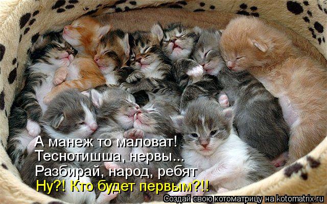 Котоматрица: А манеж то маловат! Теснотишша, нервы... Разбирай, народ, ребят Ну?! Кто будет первым?!!