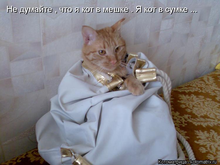 Не думайте , что я кот в мешке . Я кот в сумке ...... Котоматрица: Не думайте , что я кот в мешке . Я кот в сумке ...