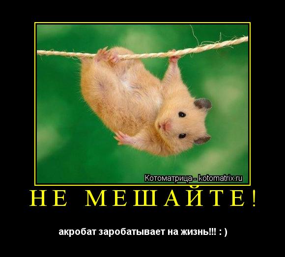 Котоматрица: не мешайте! акробат заробатывает на жизнь!!! : )