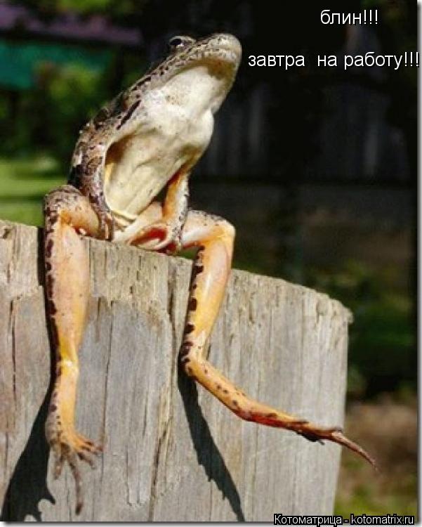 блин!!! завтра на работу!!!... Котоматрица: блин!!! завтра на работу!!!