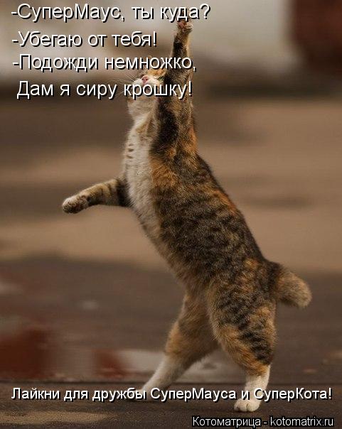 Котоматрица: -СуперМаус, ты куда? -Убегаю от тебя! -Подожди немножко, Дам я сиру крошку! Лайкни для дружбы СуперМауса и СуперКота!