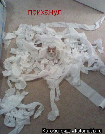 Котоматрица: психанул