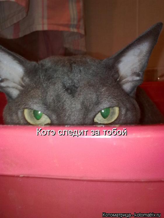 Котэ следит за тобой... Котоматрица: Котэ следит за тобой