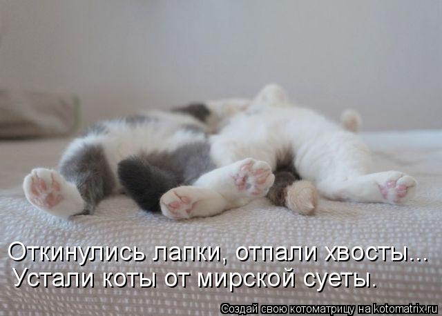 Котоматрица: Откинулись лапки, отпали хвосты... Устали коты от мирской суеты.