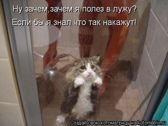 Котоматрица: Ну зачем,зачем я полез в лужу? Если бы я знал что так накажут!