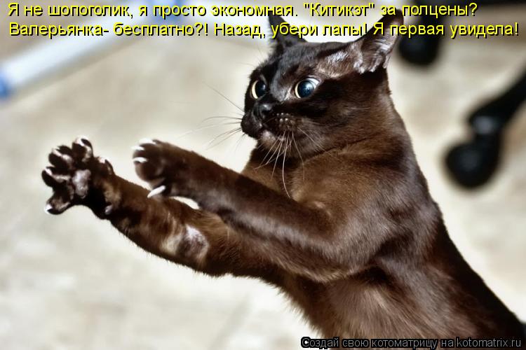 Я не шопоголик, я просто экономная. "Китикэт" за полцены? Валерьянка- бесплатно?! Назад, убери лапы! ... Котоматрица: Я не шопоголик, я просто экономная. "Китикэт" за полцены? Валерьянка- бесплатно?! Назад, убери лапы! Я первая увидела!