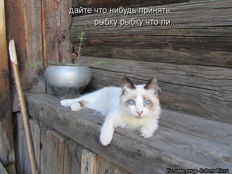 дайте что нибудь принять, рыбку рыбку что ли...... Котоматрица: дайте что нибудь принять, рыбку рыбку что ли...