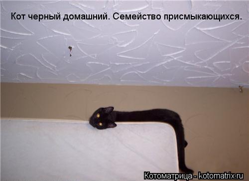 Котоматрица: Кот черный домашний. Семейство присмыкающихся. Кот черный домашний. Семейство присмыкающихся.