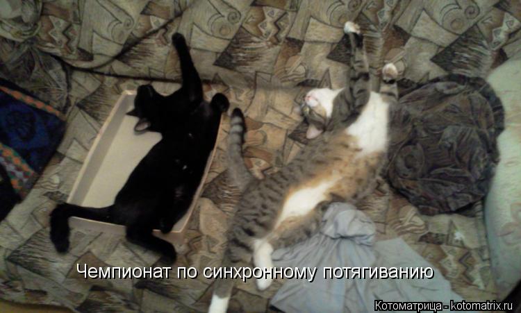 Чемпионат по синхронному потягиванию... Котоматрица: Чемпионат по синхронному потягиванию