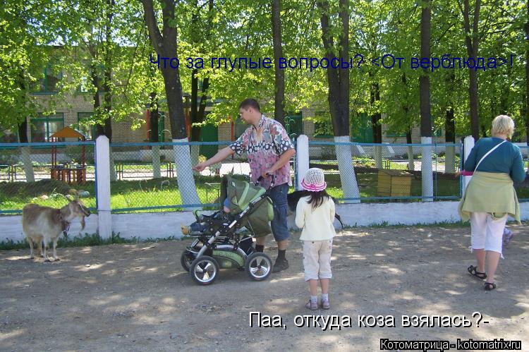 Паа, откуда коза взялась?- Что за глупые вопросы? <От верблюда>!... Котоматрица: Паа, откуда коза взялась?- Что за глупые вопросы? <От верблюда>!