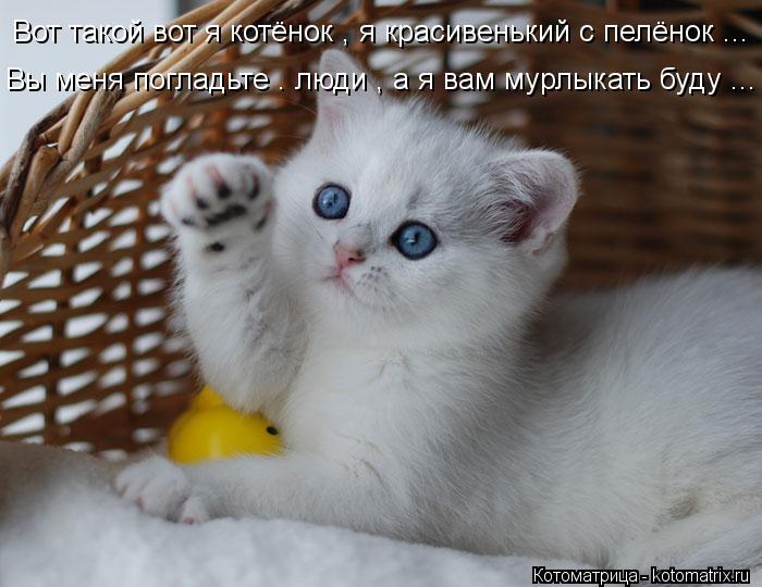 Вот такой вот я котёнок , я красивенький с пелёнок ... Вы меня погладьте . люди , а я вам мурлыкать б... Котоматрица: Вот такой вот я котёнок , я красивенький с пелёнок ... Вы меня погладьте . люди , а я вам мурлыкать буду ...