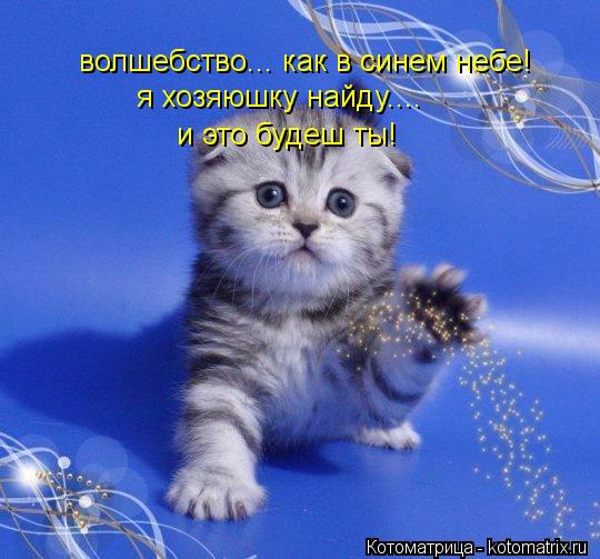 Котоматрица: волшебство... как в синем небе! я хозяюшку найду.... и это будеш ты!
