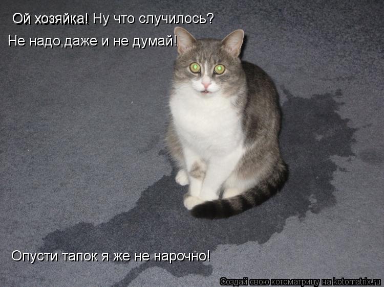 Котоматрица: Ой хозяйка! Ой хозяйка! Ну что случилось? Не надо,даже и не думай! Опусти тапок я же не нарочно!
