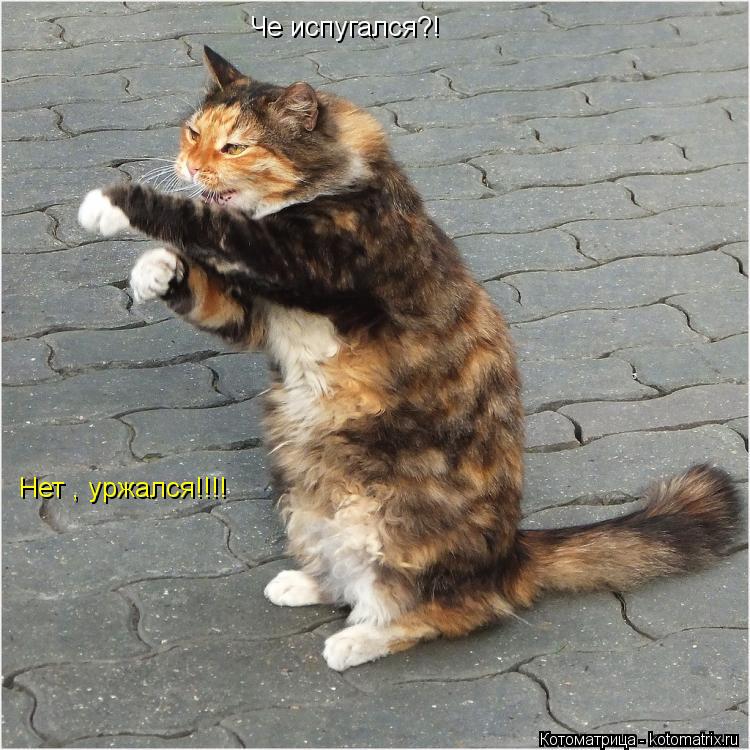 Че испугался?! Нет , уржался!!!!... Котоматрица: Че испугался?! Нет , уржался!!!!