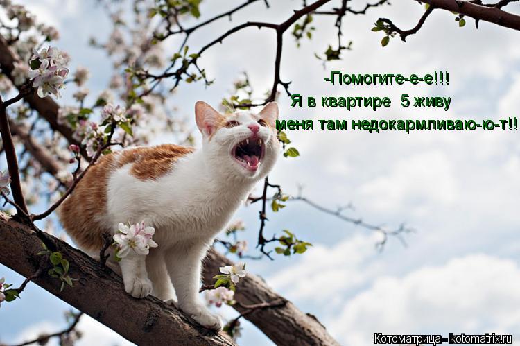 -Помогите-е-е!!! Я в квартире №5 живу меня там недокармливаю-ю-т!!! меня там недокармливаю-ю-т!!!... Котоматрица: -Помогите-е-е!!! Я в квартире №5 живу меня там недокармливаю-ю-т!!! меня там недокармливаю-ю-т!!!