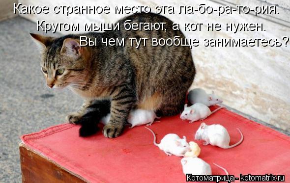 Какое странное место эта ла-бо-ра-то-рия. Кругом мыши бегают, а кот не нужен. Вы чем тут вообще заним... Котоматрица: Какое странное место эта ла-бо-ра-то-рия. Кругом мыши бегают, а кот не нужен. Вы чем тут вообще занимаетесь?