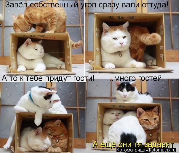 Завёл собственный угол сразу вали оттуда! А то к тебе придут гости! ...много гостей! А ещё они тя зад... Котоматрица: Завёл собственный угол сразу вали оттуда! А то к тебе придут гости! ...много гостей! А ещё они тя задавят