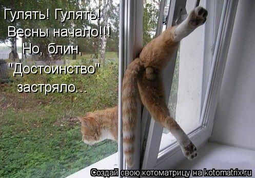 Котоматрица: Гулять! Гулять!  Весны начало!!! Но, блин, "Достоинство"  застряло...
