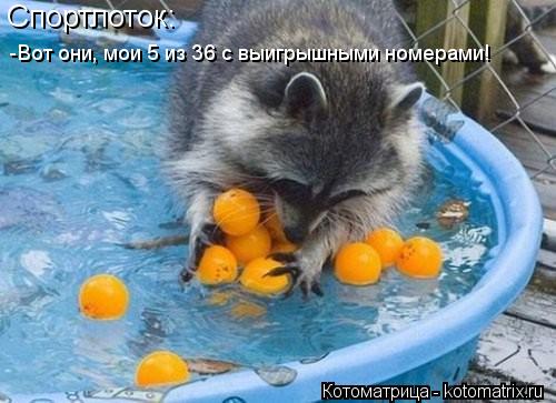 Спортлоток: -Вот они, мои 5 из 36 с выигрышными номерами!... Котоматрица: Спортлоток: -Вот они, мои 5 из 36 с выигрышными номерами!