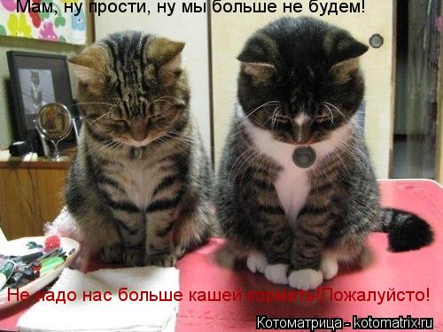 Котоматрица: Мам, ну прости, ну мы больше не будем! Не надо нас больше кашей кормить!Пожалуйсто!