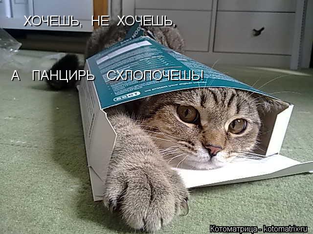 Котоматрица: ХОЧЕШЬ,  НЕ  ХОЧЕШЬ, А   ПАНЦИРЬ   СХЛОПОЧЕШЬ!
