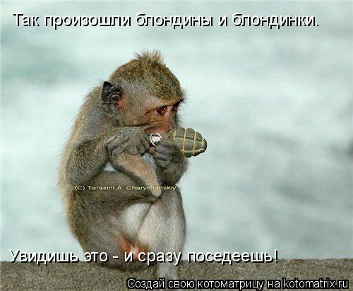 Так произошли блондины и блондинки. Увидишь это - и сразу поседеешь!... Котоматрица: Так произошли блондины и блондинки. Увидишь это - и сразу поседеешь!