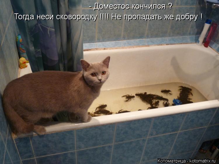 Котоматрица: - Доместос кончился ? Тогда неси сковородку !!!! Не пропадать же добру !