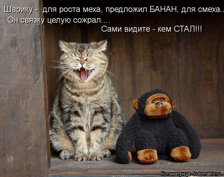 Шарику - для роста меха, предложил БАНАН, для смеха... Он связку целую сожрал.... Сами видите - кем ... Котоматрица: Шарику - для роста меха, предложил БАНАН, для смеха... Он связку целую сожрал.... Сами видите - кем СТАЛ!!!