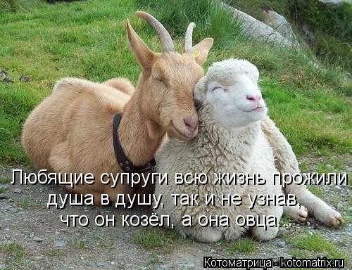 Любящие супруги всю жизнь прожили душа в душу, так и не узнав, что он козёл, а она овца...... Котоматрица: Любящие супруги всю жизнь прожили душа в душу, так и не узнав, что он козёл, а она овца...