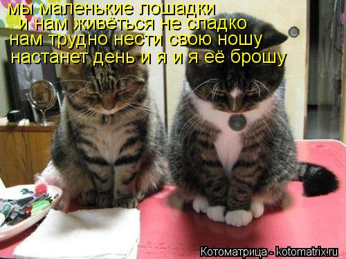 мы маленькие лошадки и нам живёться не сладко нам трудно нести свою ношу настанет день и я и я её бр... Котоматрица: мы маленькие лошадки и нам живёться не сладко нам трудно нести свою ношу настанет день и я и я её брошу
