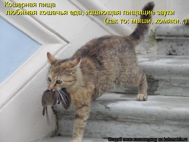 Кошерная пища любимая кошачья еда, издающая пищащие звуки (как то: мыши, хомяки...)... Котоматрица: Кошерная пища любимая кошачья еда, издающая пищащие звуки (как то: мыши, хомяки...)