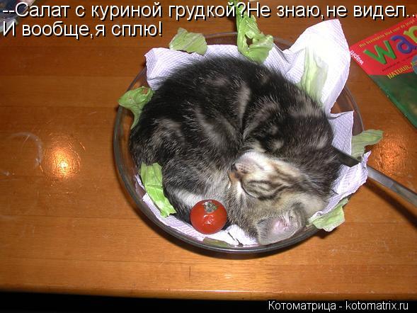 Котоматрица: --Салат с куриной грудкой?Не знаю,не видел... И вообще,я сплю!