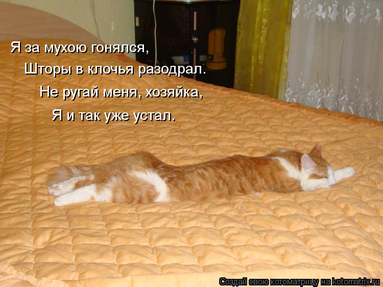 Я за мухою гонялся, Шторы в клочья разодрал. Не ругай меня, хозяйка, Я и так уже устал.... Котоматрица: Я за мухою гонялся, Шторы в клочья разодрал. Не ругай меня, хозяйка, Я и так уже устал.