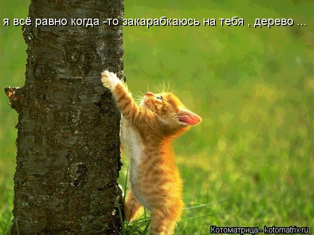 Котоматрица: я всё равно когда -то закарабкаюсь на тебя , дерево ...