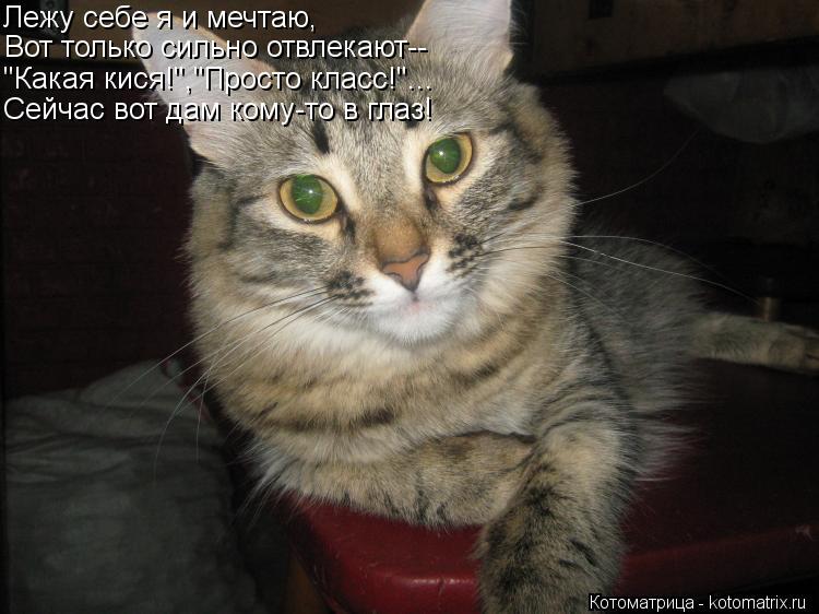 Котоматрица: Лежу себе я и мечтаю, Вот только сильно отвлекают-- "Какая кися!","Просто класс!"... Сейчас вот дам кому-то в глаз!