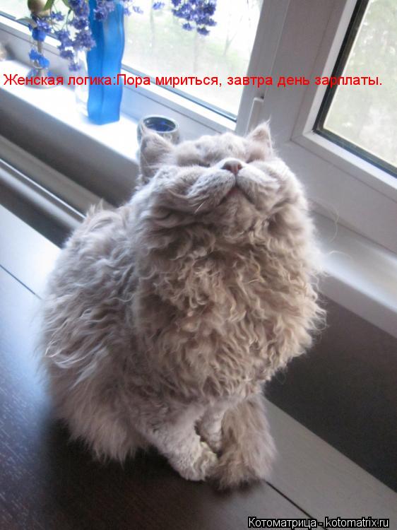 Женская логика:Пора мириться, завтра день зарплаты.... Котоматрица: Женская логика:Пора мириться, завтра день зарплаты.