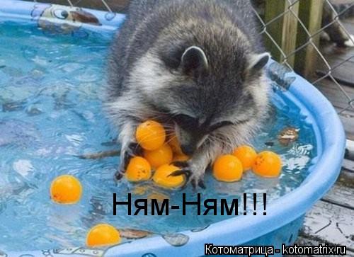 Ням-Ням!!!... Котоматрица: Ням-Ням!!!