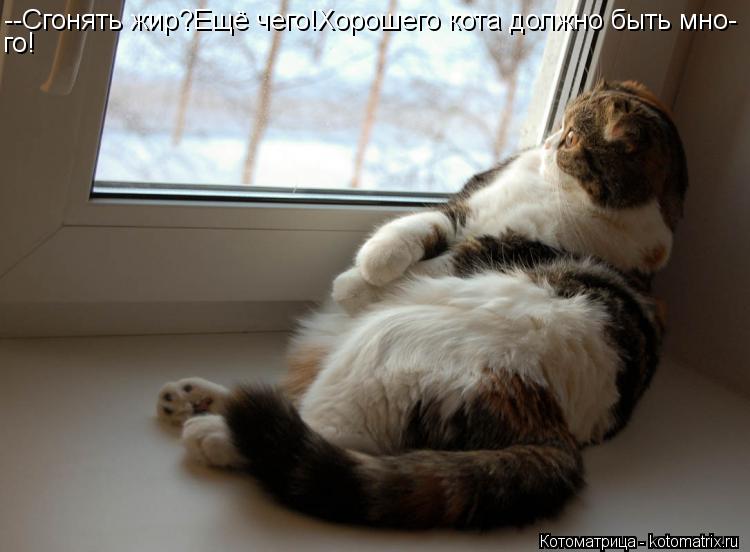 Котоматрица: --Сгонять жир?Ещё чего!Хорошего кота должно быть мно- го!