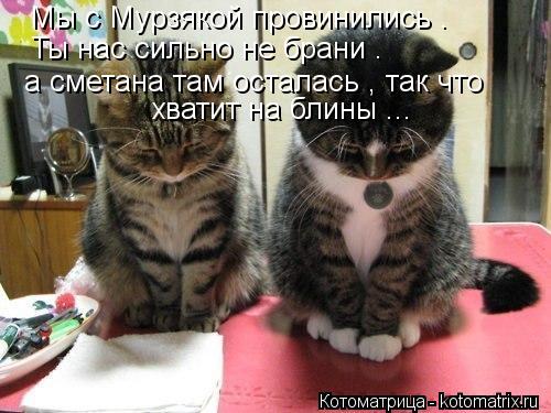 Мы с Мурзякой провинились . Ты нас сильно не брани . а сметана там осталась , так что хватит на блины... Котоматрица: Мы с Мурзякой провинились . Ты нас сильно не брани . а сметана там осталась , так что хватит на блины ...