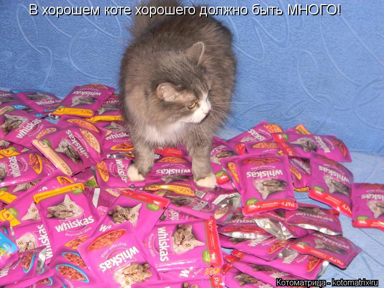 В хорошем коте хорошего должно быть МНОГО!... Котоматрица: В хорошем коте хорошего должно быть МНОГО!