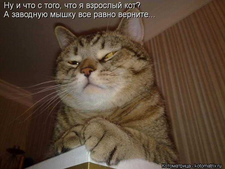 Ну и что с того, что я взрослый кот? А заводную мышку все равно верните...... Котоматрица: Ну и что с того, что я взрослый кот? А заводную мышку все равно верните...