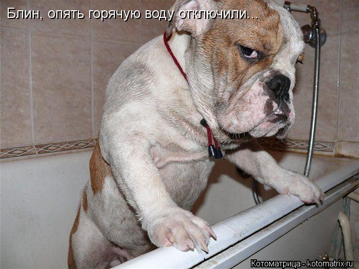 Котоматрица: Блин, опять горячую воду отключили...