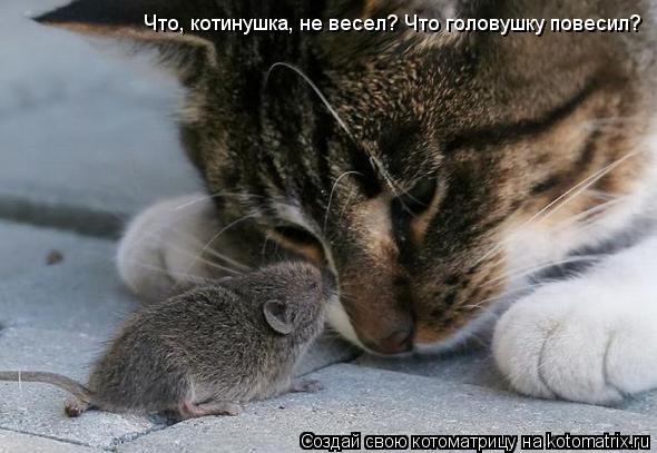 Котоматрица: Что, котинушка, не весел? Что головушку повесил?
